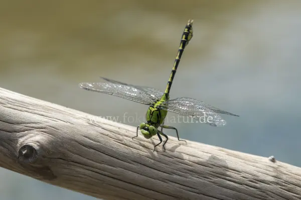 Fokus-Natur Bild