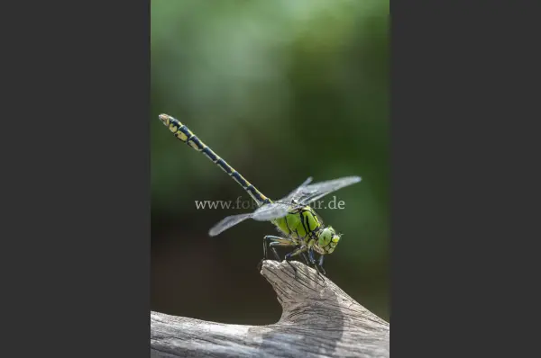 Fokus-Natur Bild