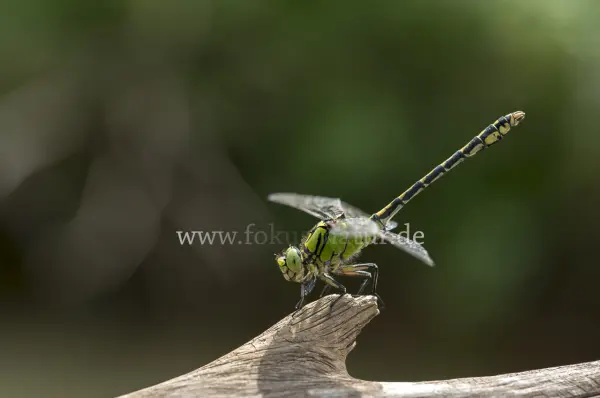 Fokus-Natur Bild