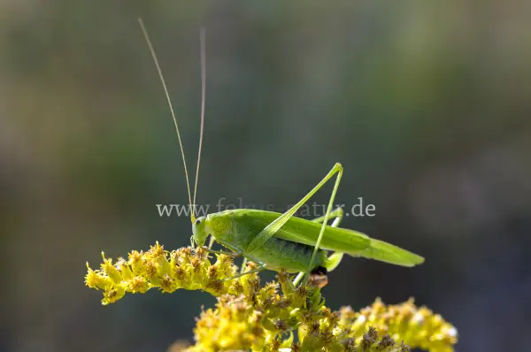 Fokus-Natur Bild