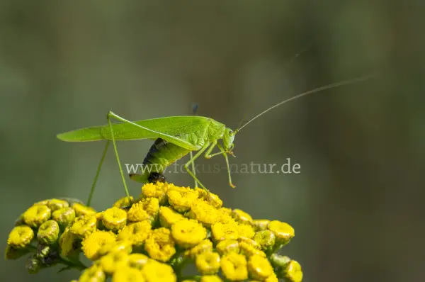 Fokus-Natur Bild