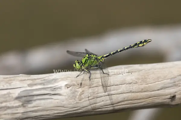 Fokus-Natur Bild