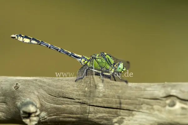 Fokus-Natur Bild