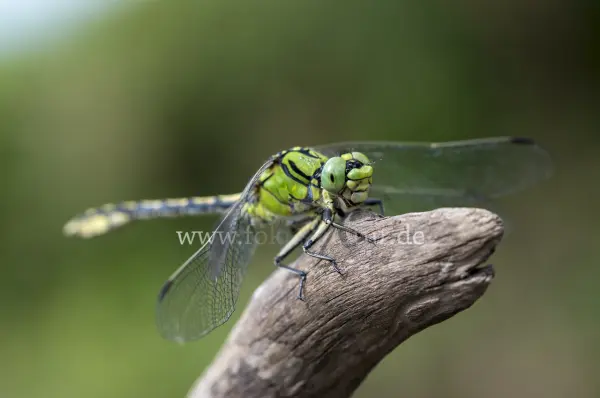 Fokus-Natur Bild