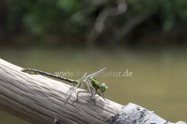 Fokus-Natur Bild