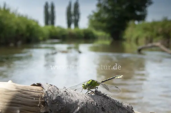 Fokus-Natur Bild