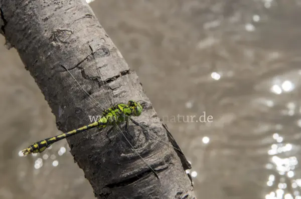 Fokus-Natur Bild