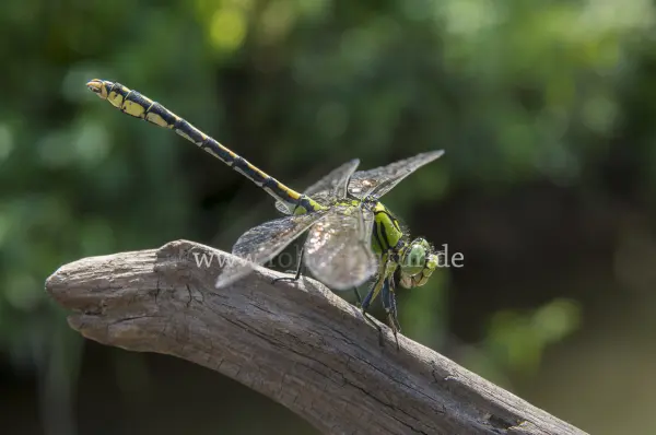 Fokus-Natur Bild