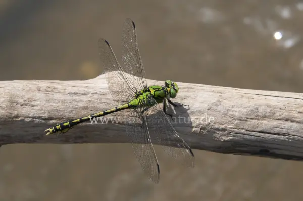 Fokus-Natur Bild