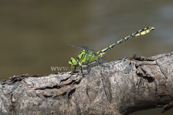 Fokus-Natur Bild