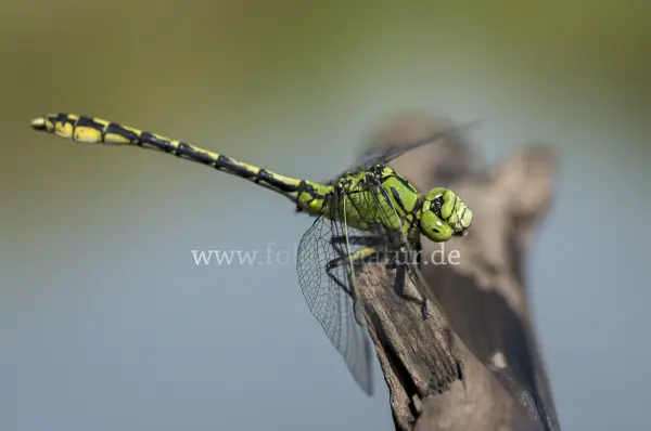 Fokus-Natur Bild