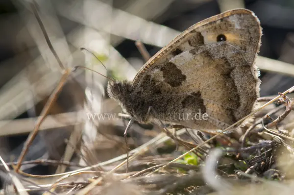 Fokus-Natur Bild