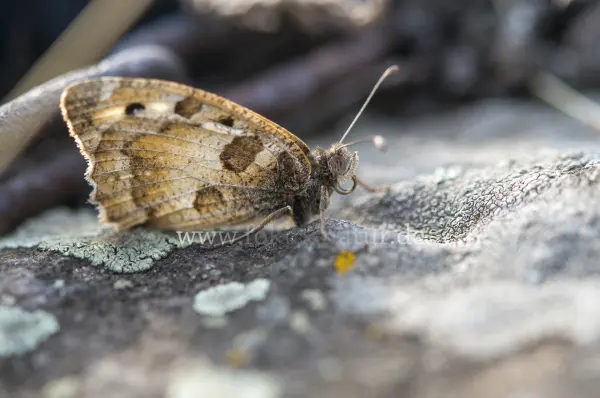 Fokus-Natur Bild