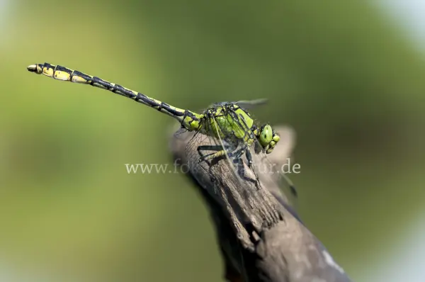 Fokus-Natur Bild