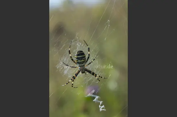 Fokus-Natur Bild