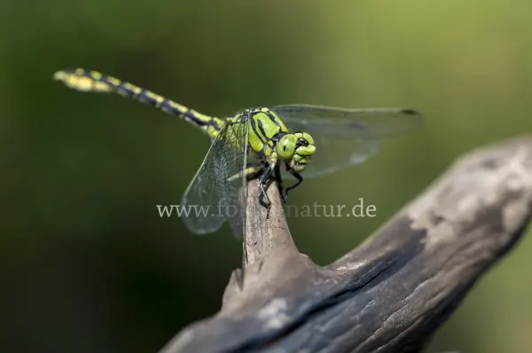 Fokus-Natur Bild