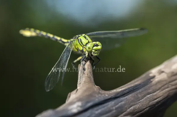 Fokus-Natur Bild