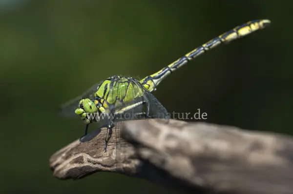 Fokus-Natur Bild