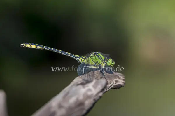 Fokus-Natur Bild