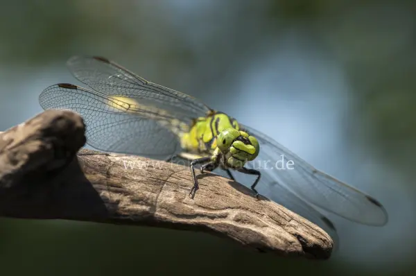 Fokus-Natur Bild