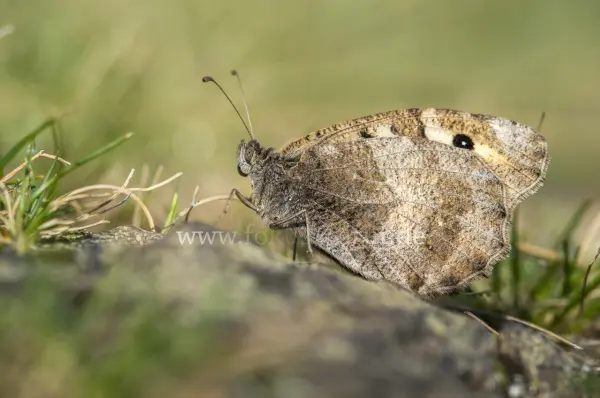 Fokus-Natur Bild