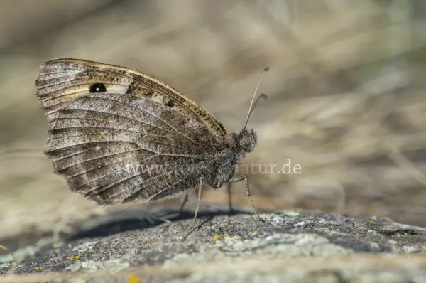 Fokus-Natur Bild