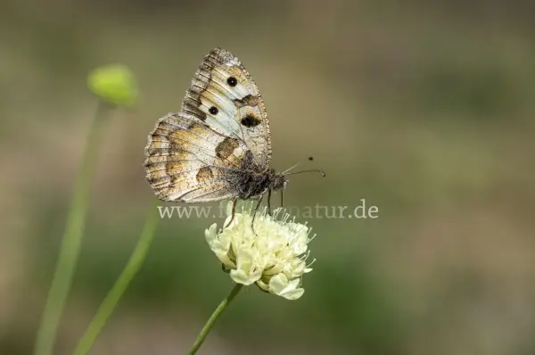 Fokus-Natur Bild