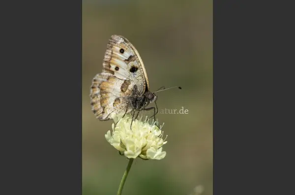 Fokus-Natur Bild