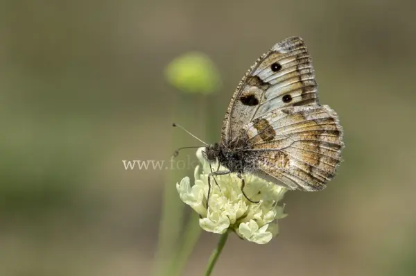Fokus-Natur Bild