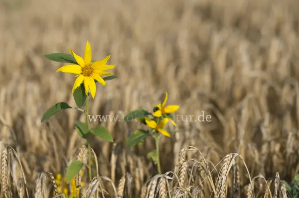 Fokus-Natur Bild