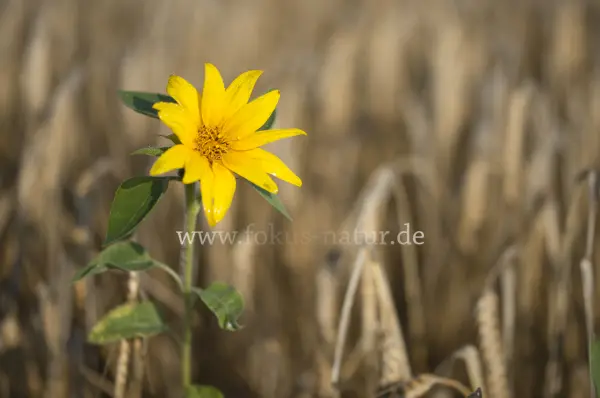 Fokus-Natur Bild
