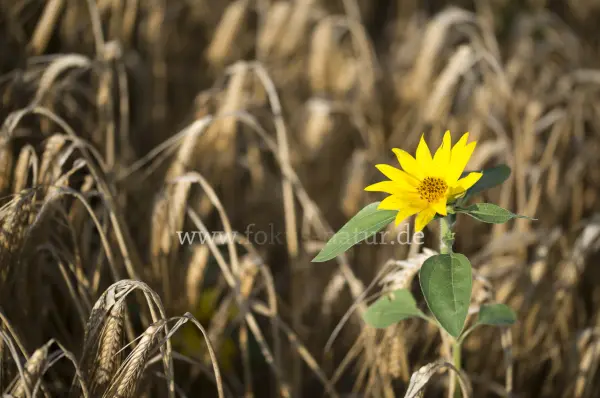 Fokus-Natur Bild