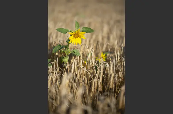 Fokus-Natur Bild
