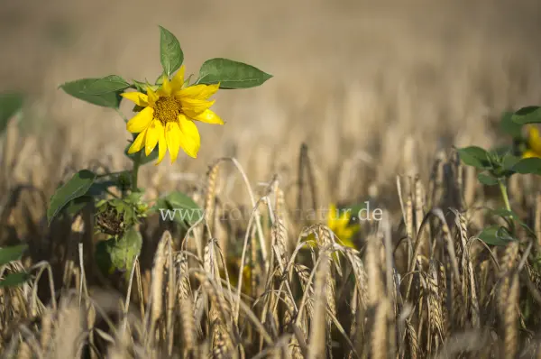 Fokus-Natur Bild