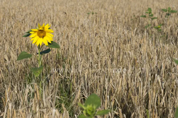 Fokus-Natur Bild