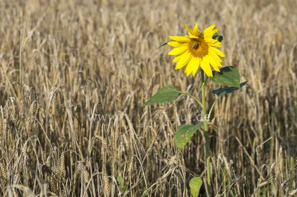 Fokus-Natur Bild