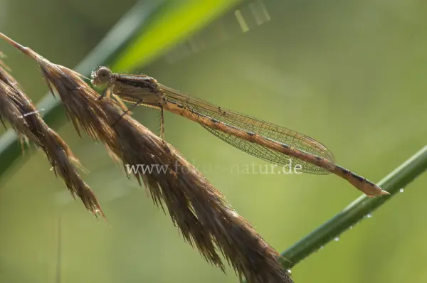 Fokus-Natur Bild