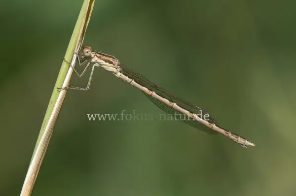Fokus-Natur Bild