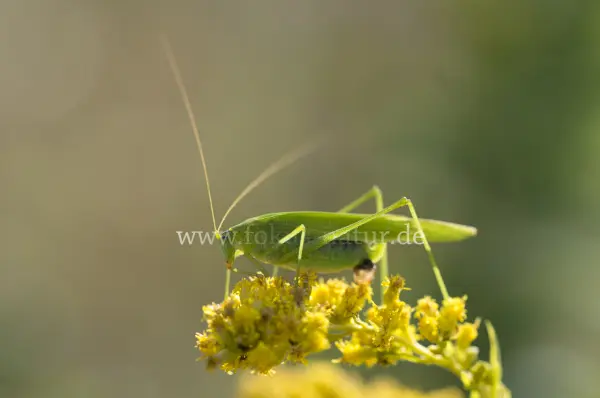 Fokus-Natur Bild
