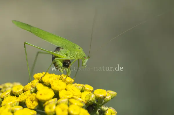Fokus-Natur Bild