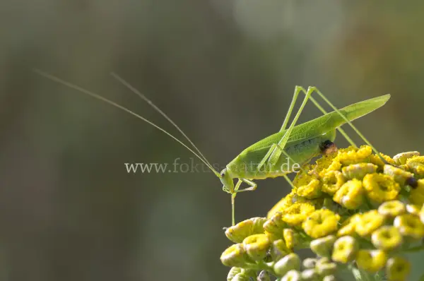 Fokus-Natur Bild