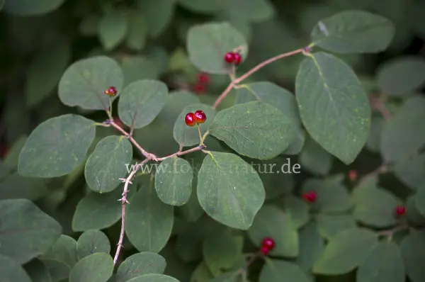 Fokus-Natur Bild