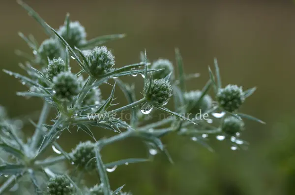 Fokus-Natur Bild