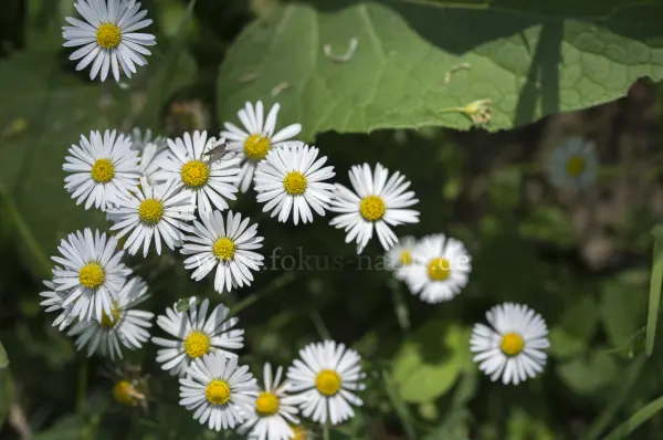 Fokus-Natur Bild