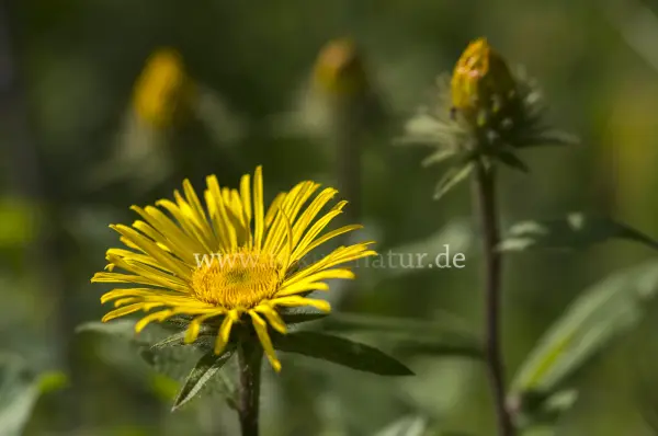 Fokus-Natur Bild