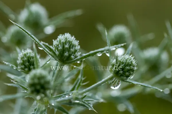 Fokus-Natur Bild