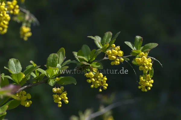 Fokus-Natur Bild
