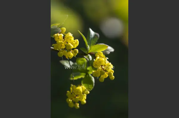 Fokus-Natur Bild