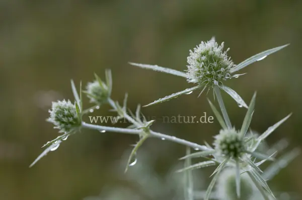 Fokus-Natur Bild