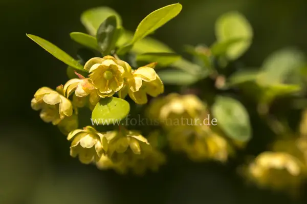 Fokus-Natur Bild